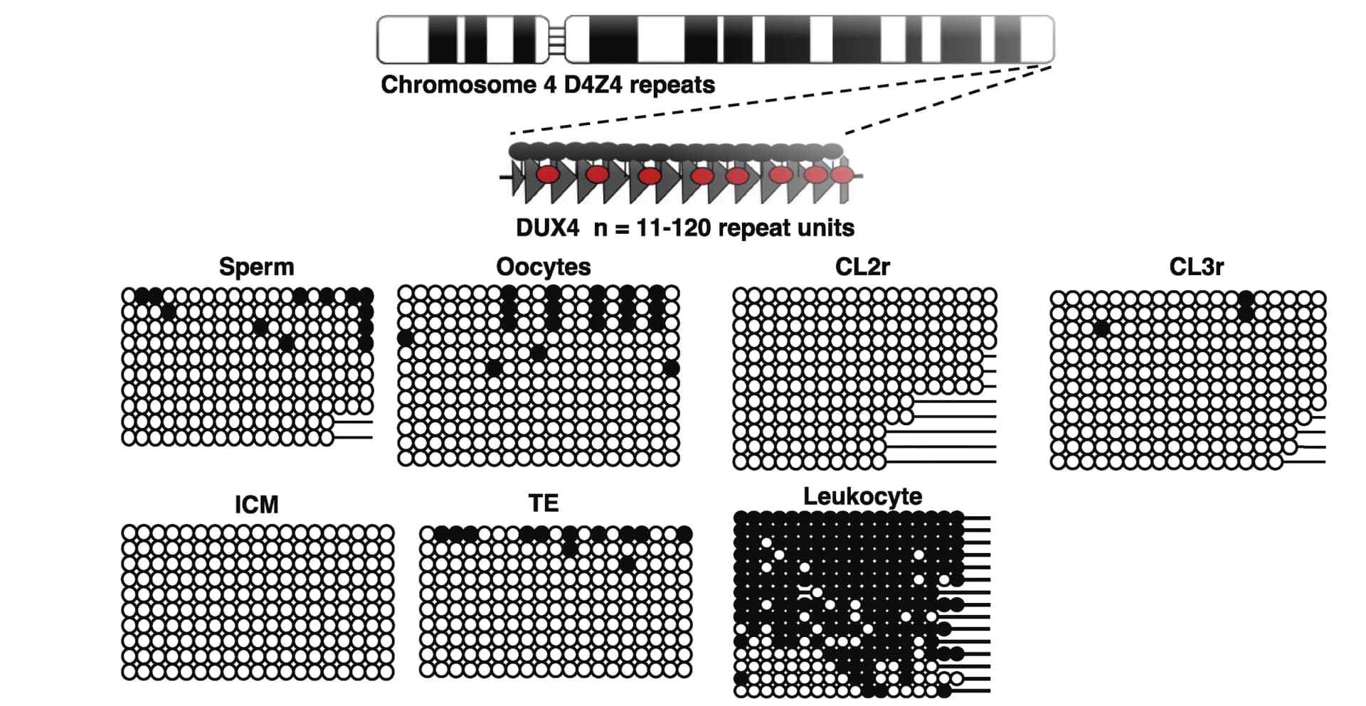 Open access visualization of Illustration, Strand-specific methylation, Bisulfite PCR, Sanger sequencing, Sperm