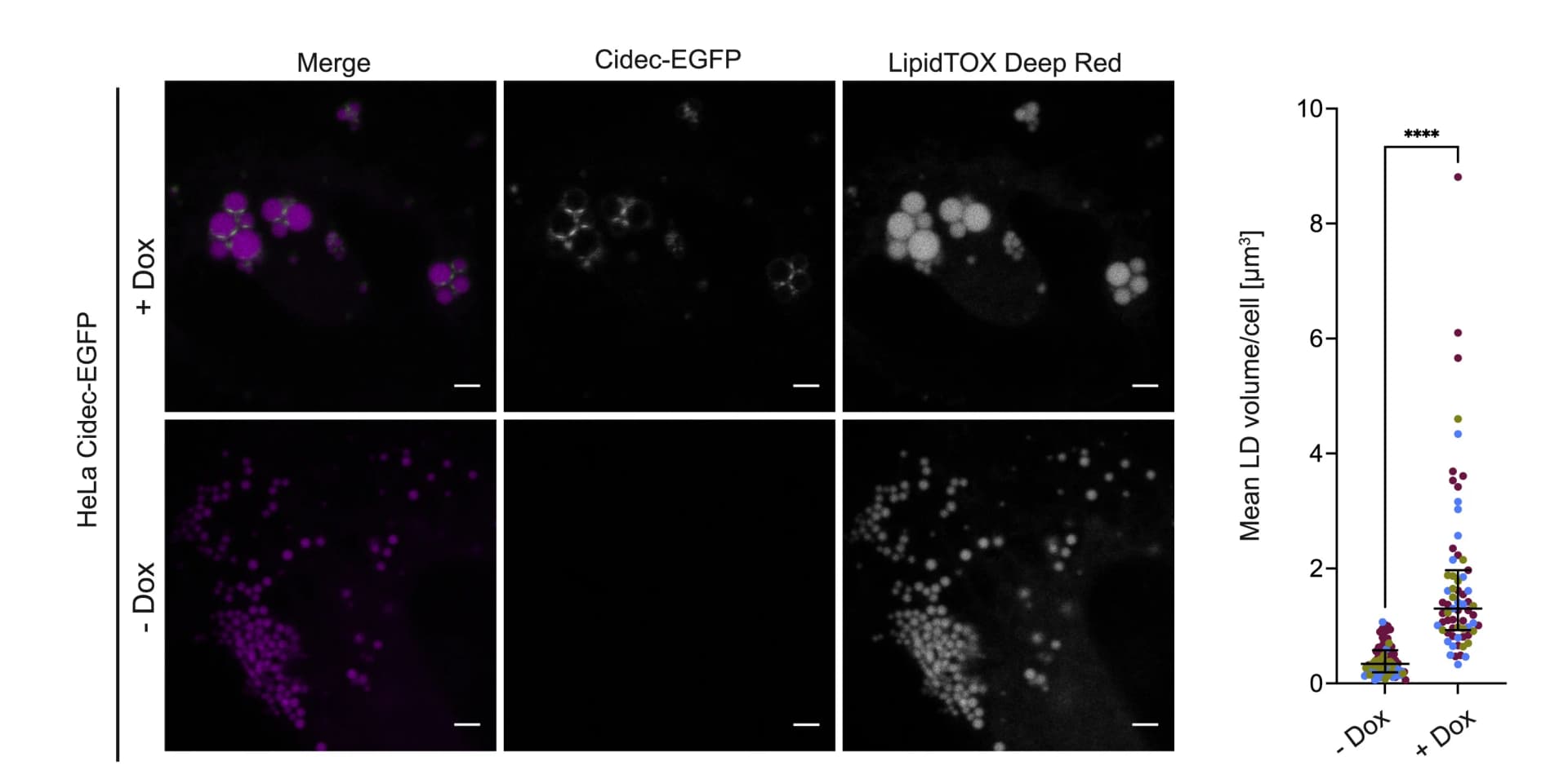 Open access visualization of Microscopy, Scatter Plot, Error Bars, Fluorescence Microscopy, HeLa Cells