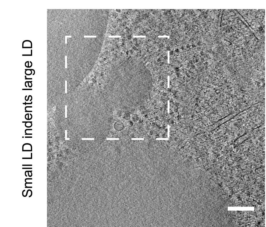 Open access visualization of Microscopy, HeLa Cells, Cidec-EGFP, Cryo-FM, Cryo-FIB Milling