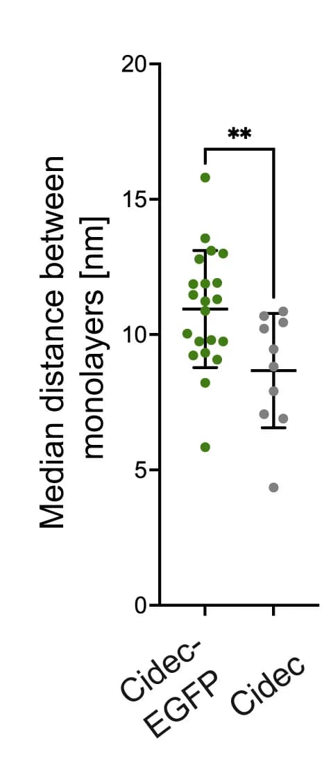 Open access visualization of Scatter Plot, Lipid Droplet Pairs, Cidec-EGFP, Untagged Cidec, Median Distances