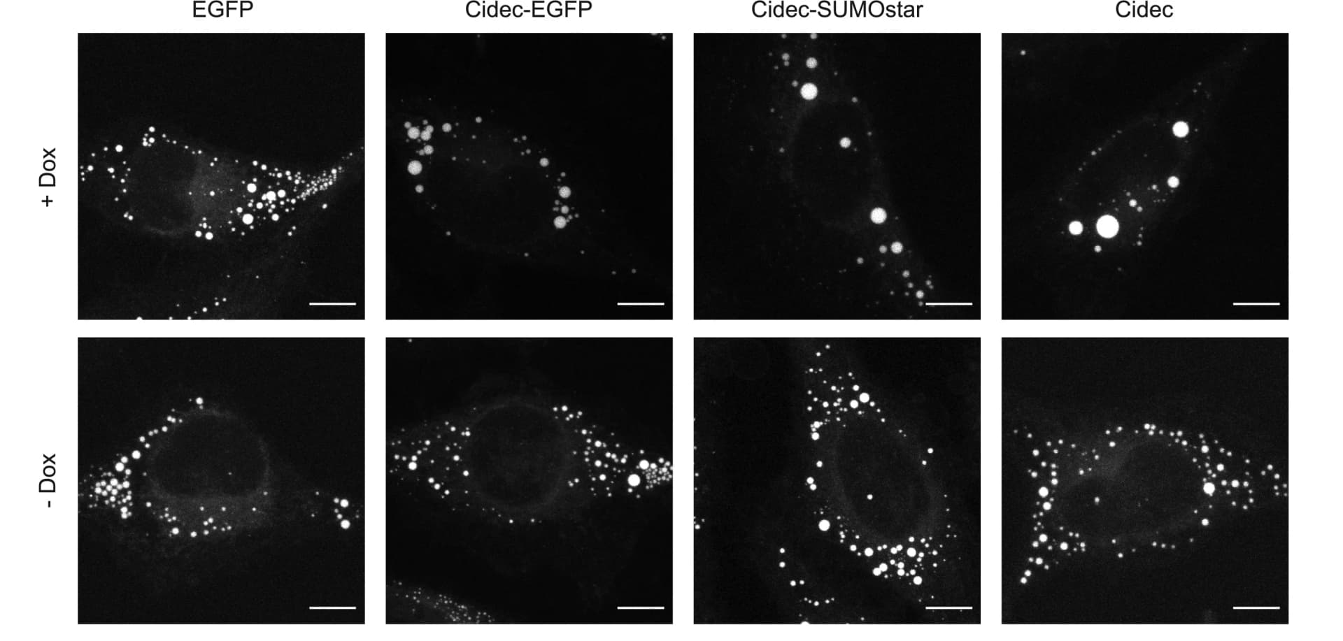 Open access visualization of Microscopy, FM images, HeLa cells, Oleic acid, Doxycycline