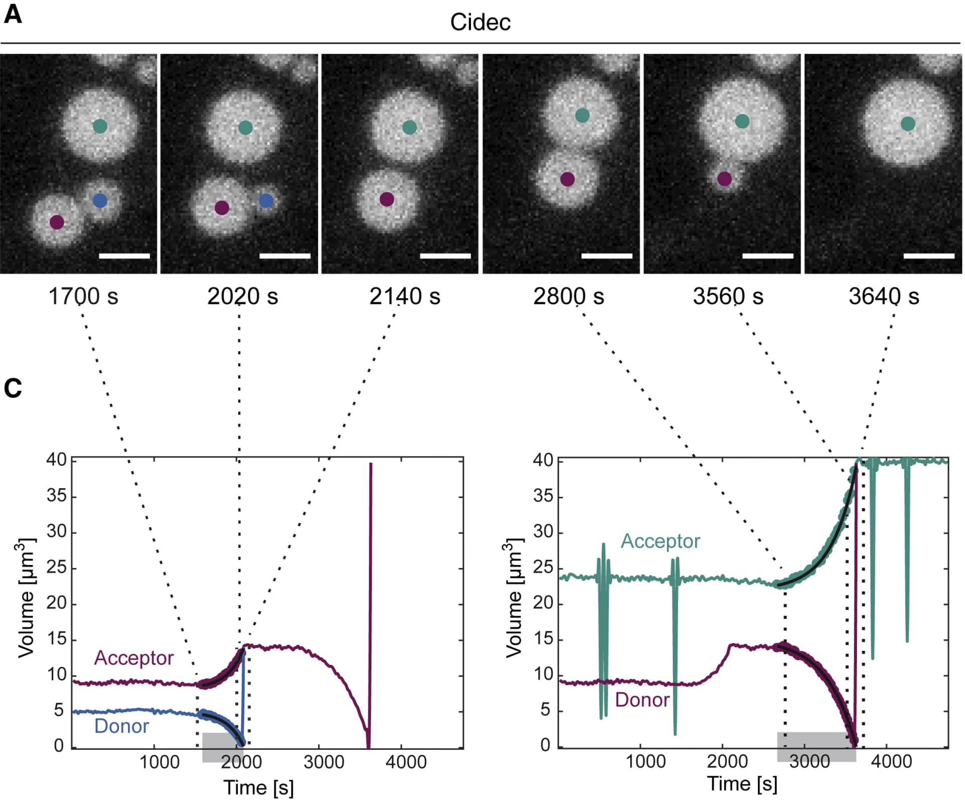 Open access visualization of Line Plot, Microscopy, Lipid Droplets, Cidec, Volume Change