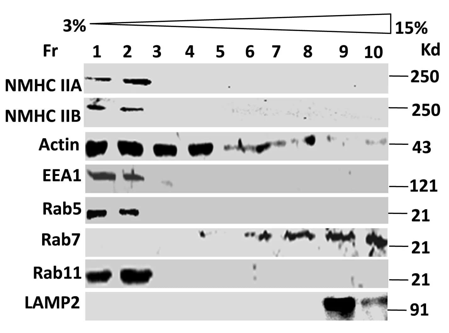 Open access visualization of Gel, Endosomal Vesicles, Cell Fractionation, Immunoblot Analysis, NMHC IIA