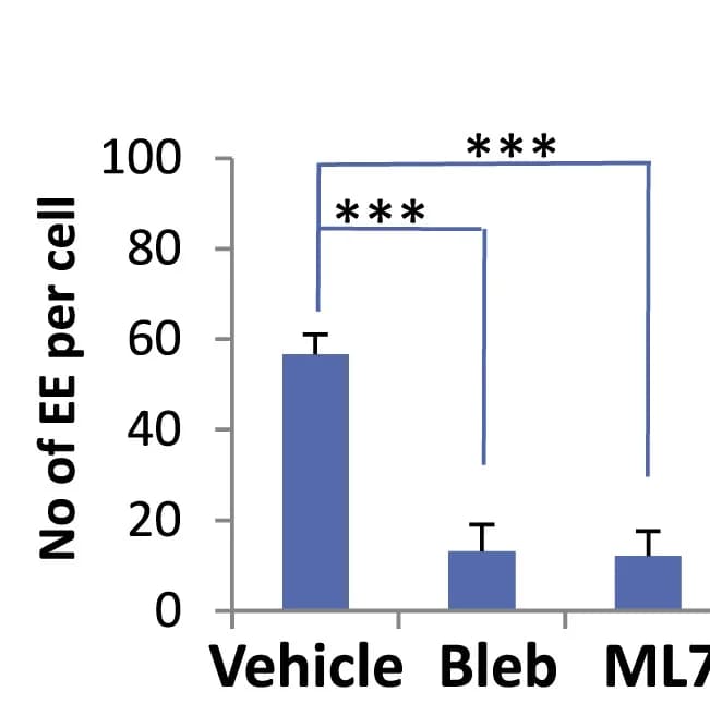 Open access visualization of Bar Plot, Error Bars, Endosomes, Cell Size, Quantification