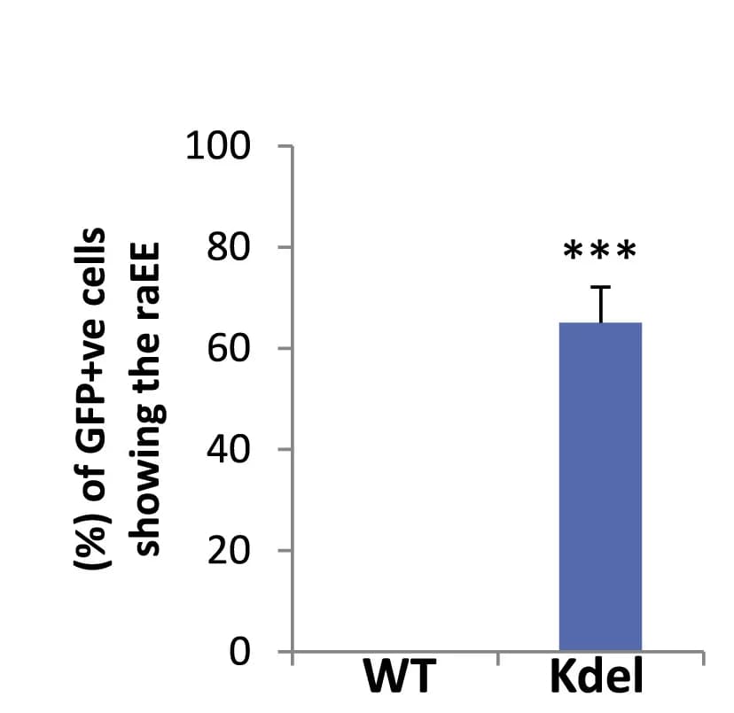 Open access visualization of Bar Plot, Error Bars, raEE Size, GFP-Positive Cells, Quantification