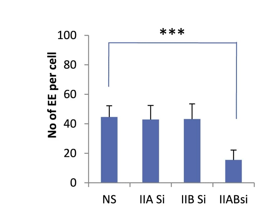 Open access visualization of Bar Plot, Error Bars, Quantification, EEA1 Vesicle Size, EEA1 Vesicle Number