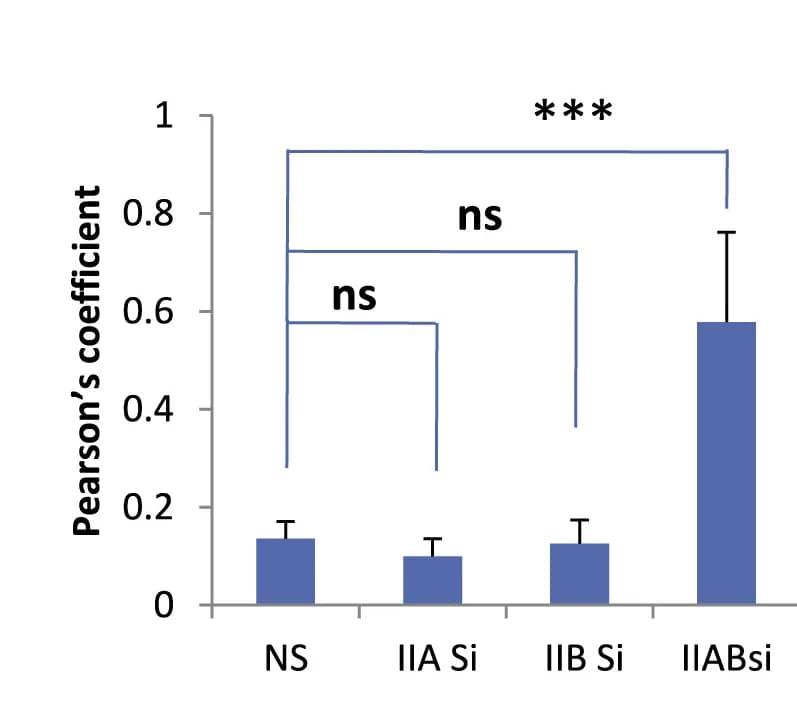 Open access visualization of Bar Plot, Error Bars, Quantification, Pearson’s Coefficients, NSsiRNA