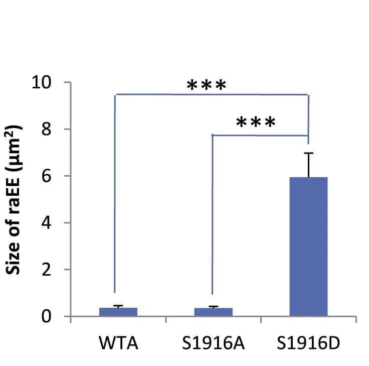 Open access visualization of Bar Plot, Error Bars, Quantifications, EEA1 Vesicles Size, WTA