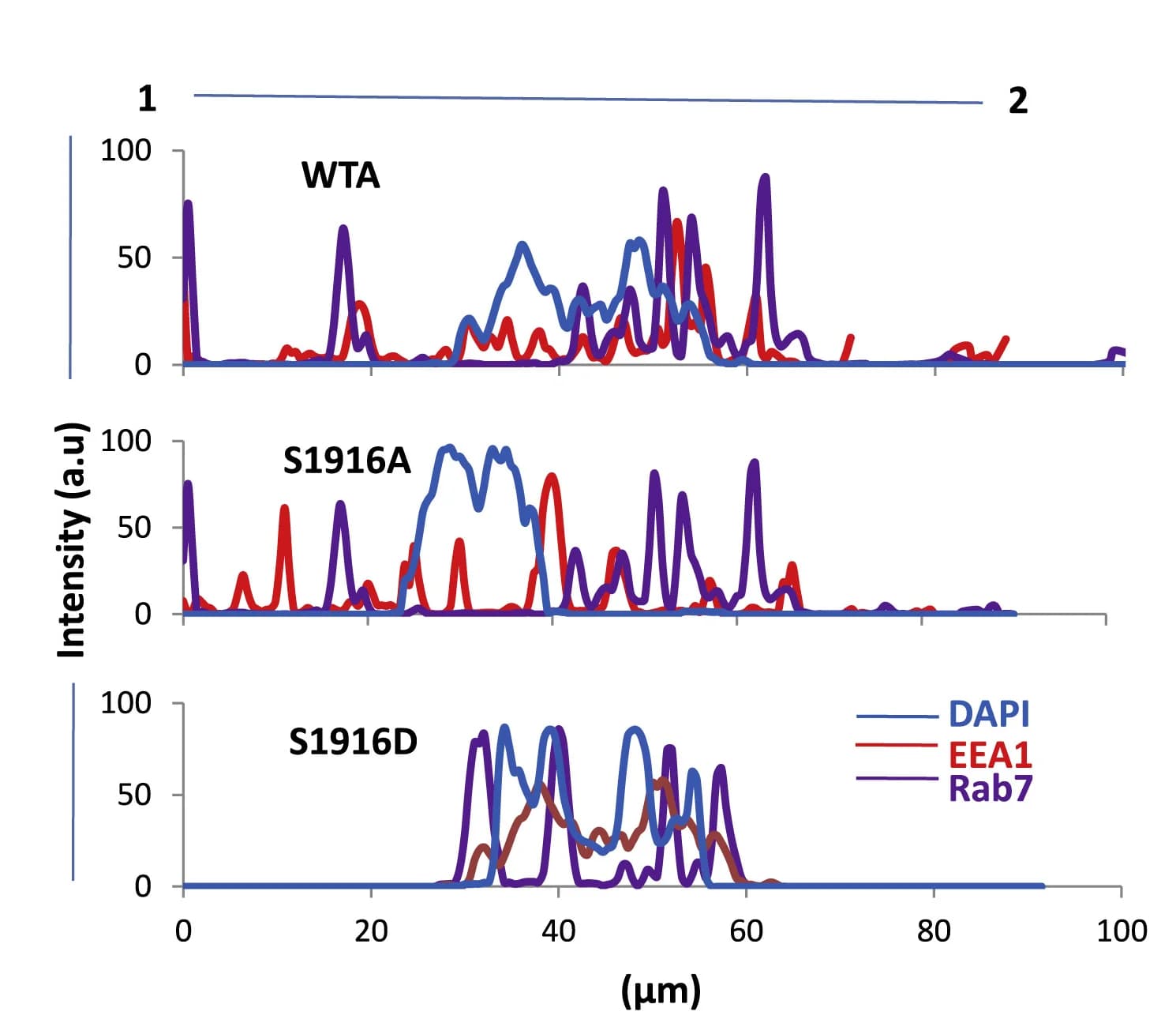 Open access visualization of Line Plot, Line Scanning, EEA1, Rab7, DAPI