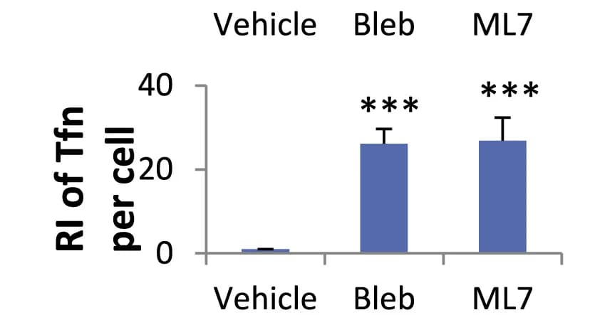 Open access visualization of Bar Plot, Error Bars, Quantification, RI, Tfn-594