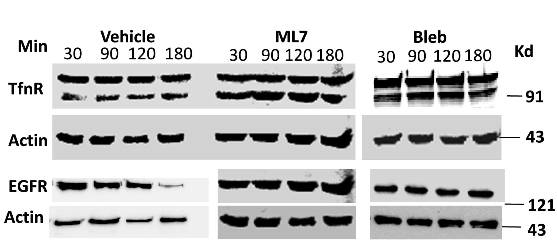Open access visualization of Gel, TfnR, EGFR, MDA-MB 231 Cells, Vehicle
