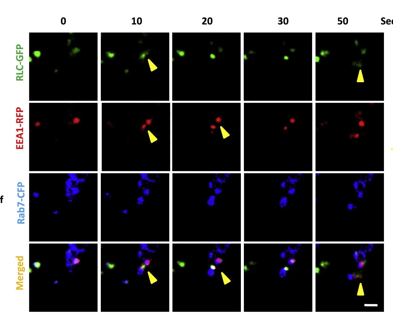 Open access visualization of Microscopy, MDA-MB 231 cells, EEA1-RFP, Rab7-CFP, RLC-GFP
