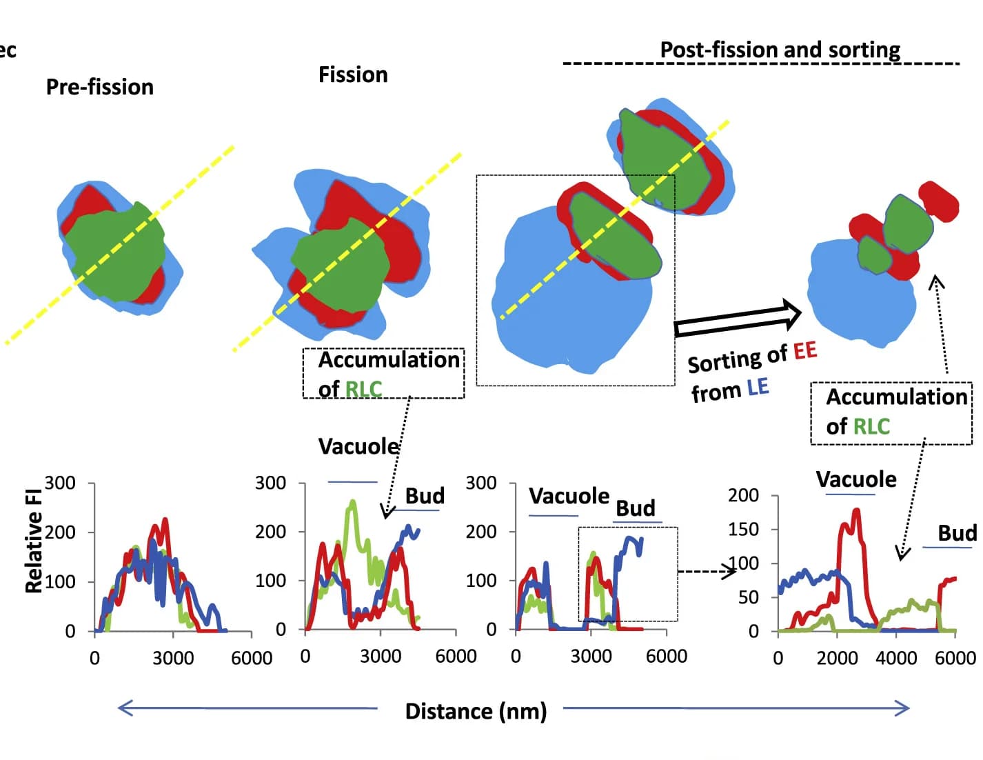 Open access visualization of Line Plot, Endosome, EEA1-RFP, RLC-GFP, Rab7-CFP