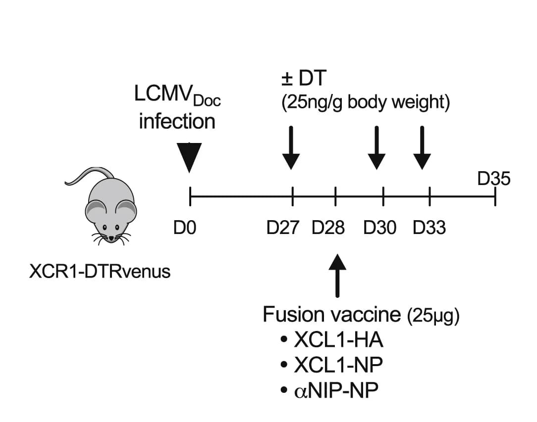 Open access visualization of Workflow, Flowchart, Vaccine, Treatment Regimens, Chronic Infection