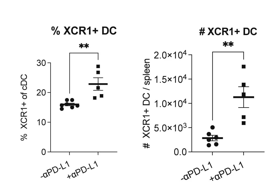Open access visualization of Scatter Plot, Error Bars, LCMV, Anti-PD-L1, XCR1+ DCs