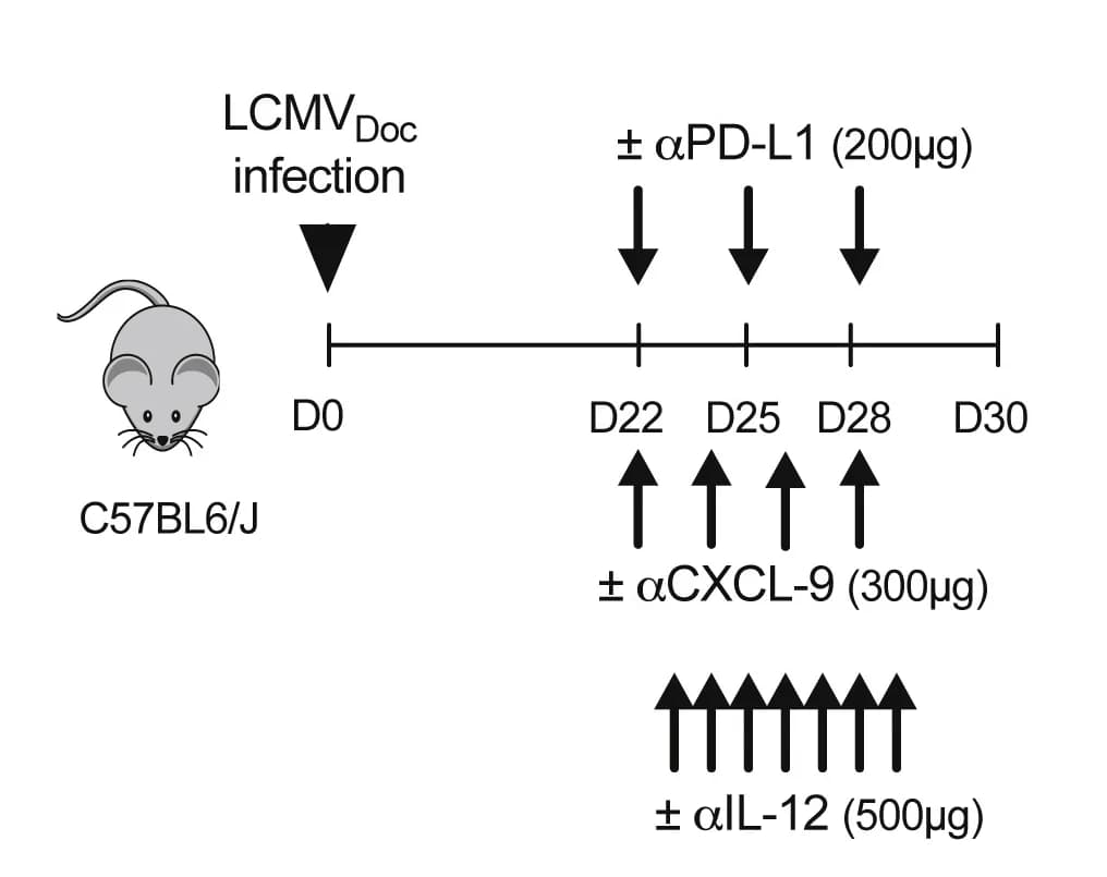 Open access visualization of Workflow, Illustration, Anti-PD-L1, Anti-CXCL-9, Anti-IL-12
