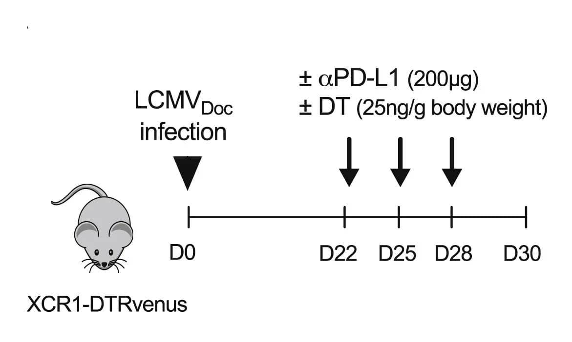 Open access visualization of Workflow, Illustration, Anti-PD-L1, DT treatment, LCMV infection