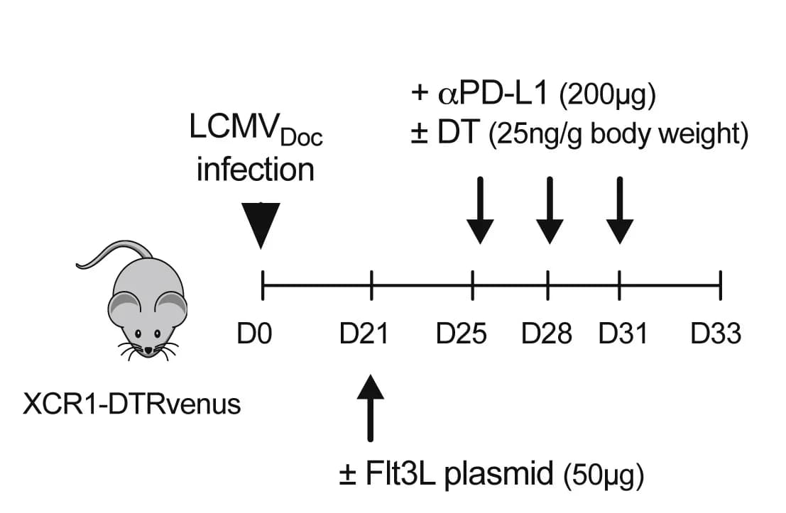 Open access visualization of Workflow, Illustration, Flt3L, DT treatment, XCR1-DTRvenus mice