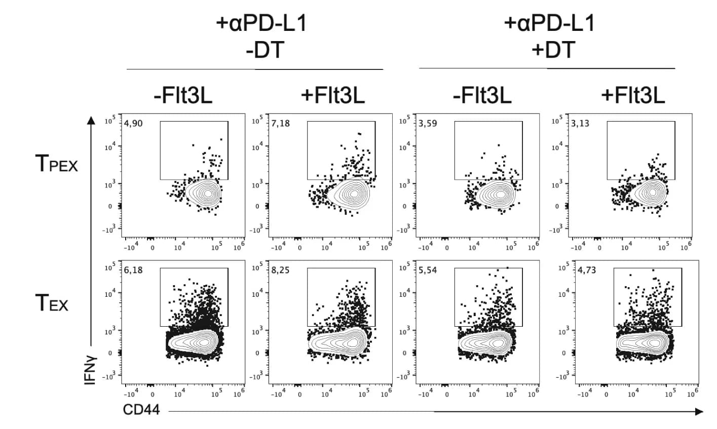Open access visualization of Scatter Plot, GP33-41-specific, IFNγ, Exhausted CD8+ T Cells, T Cell Subsets