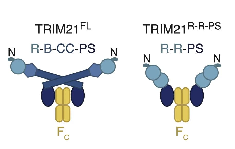 Open access visualization of Illustration, Chemical Structure, TRIM21, RING Domain, B-Box Domain