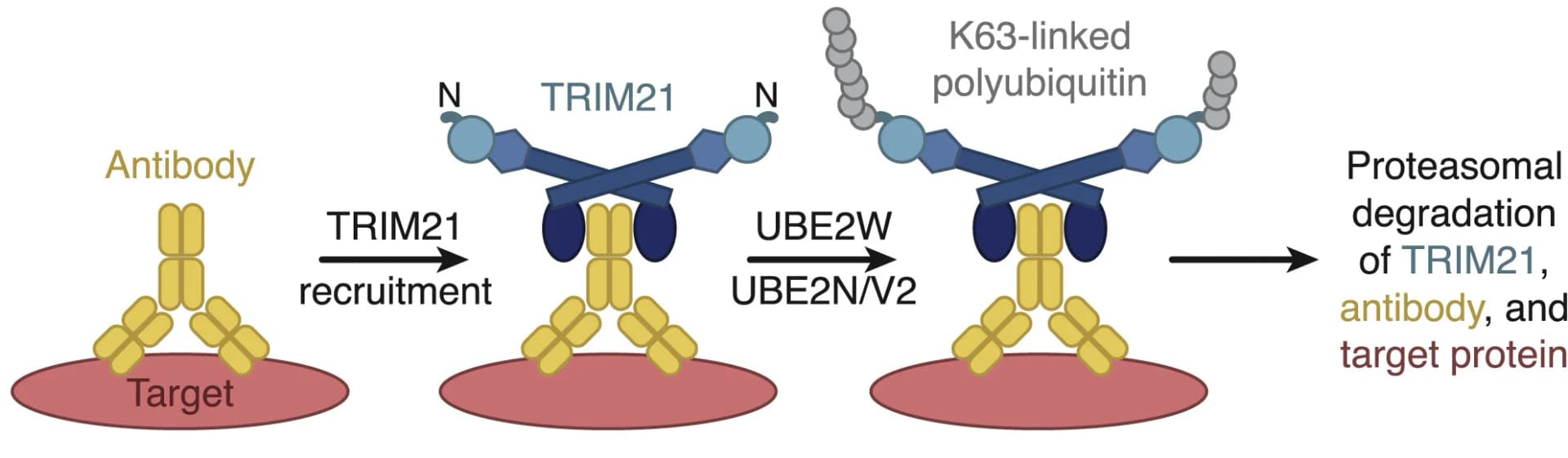Open access visualization of Workflow, Illustration, Trim-Away, Target Protein, Antibody