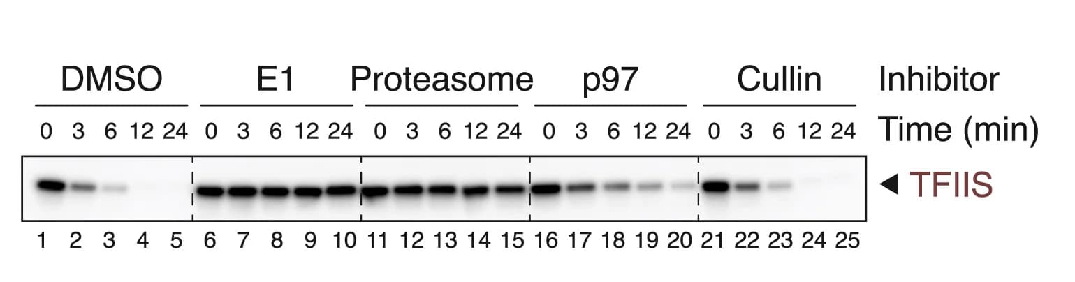 Open access visualization of Gel, Trim-Away, TFIIS, HSS, TRIM21R-R-PS