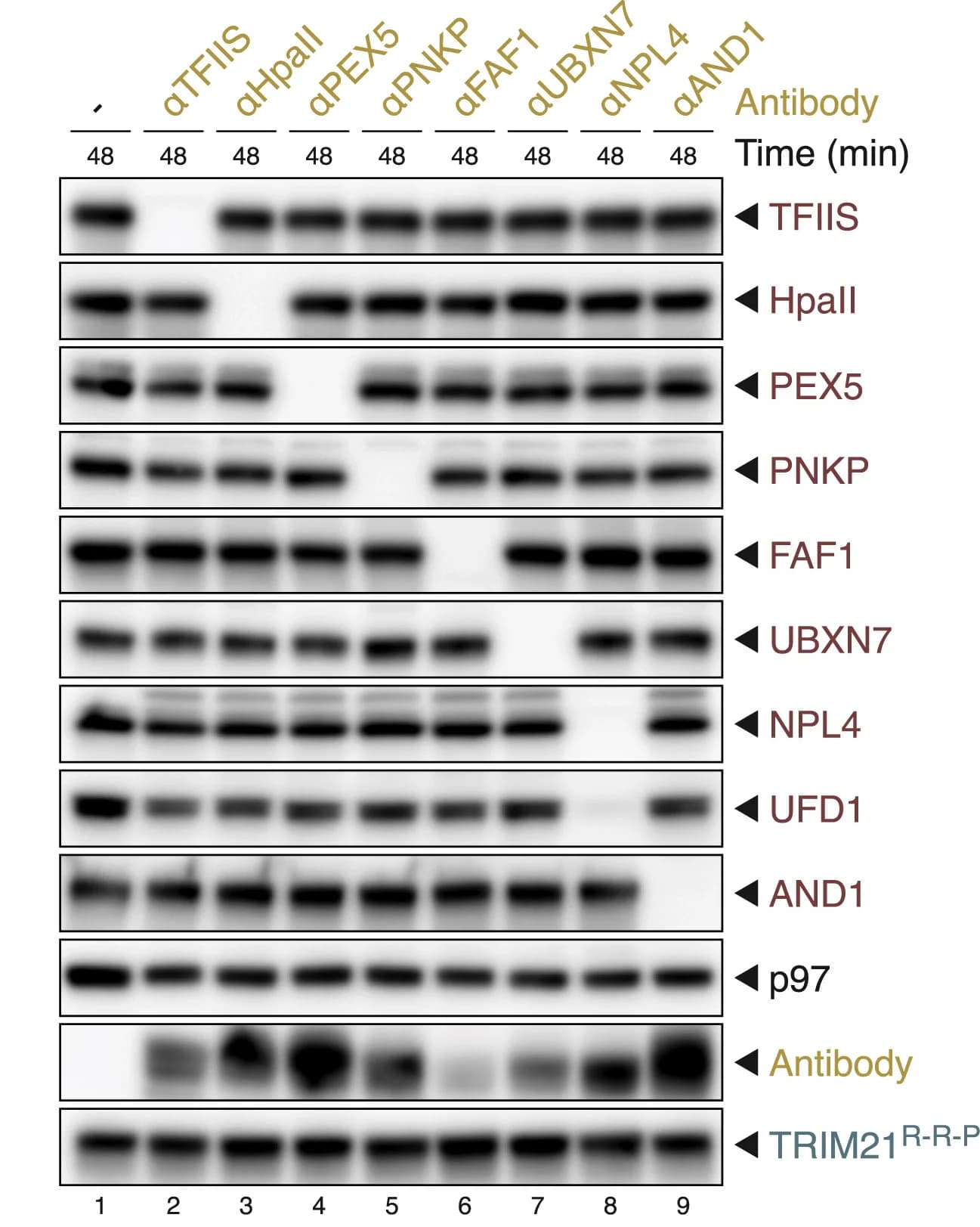 Open access visualization of Gel, Cell-Free Trim-Away, Polyclonal Antibodies, HpaII, UFD1