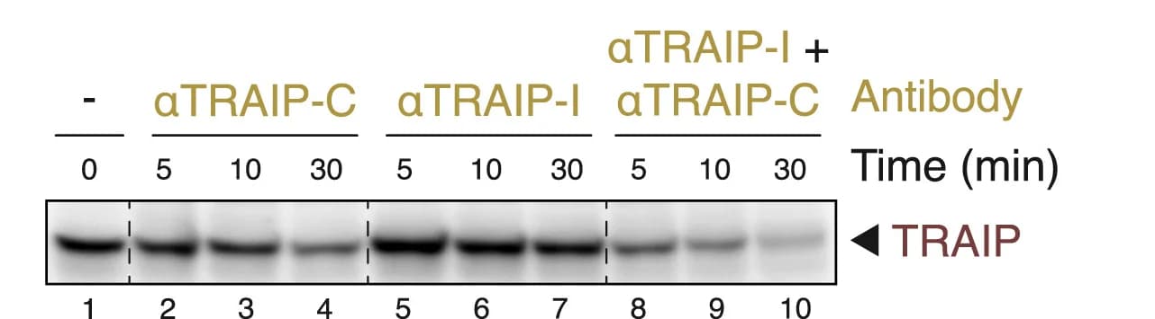 Open access visualization of Gel, TRAIP, TRIM21R-R-PS, NPE, Polyclonal Antibodies