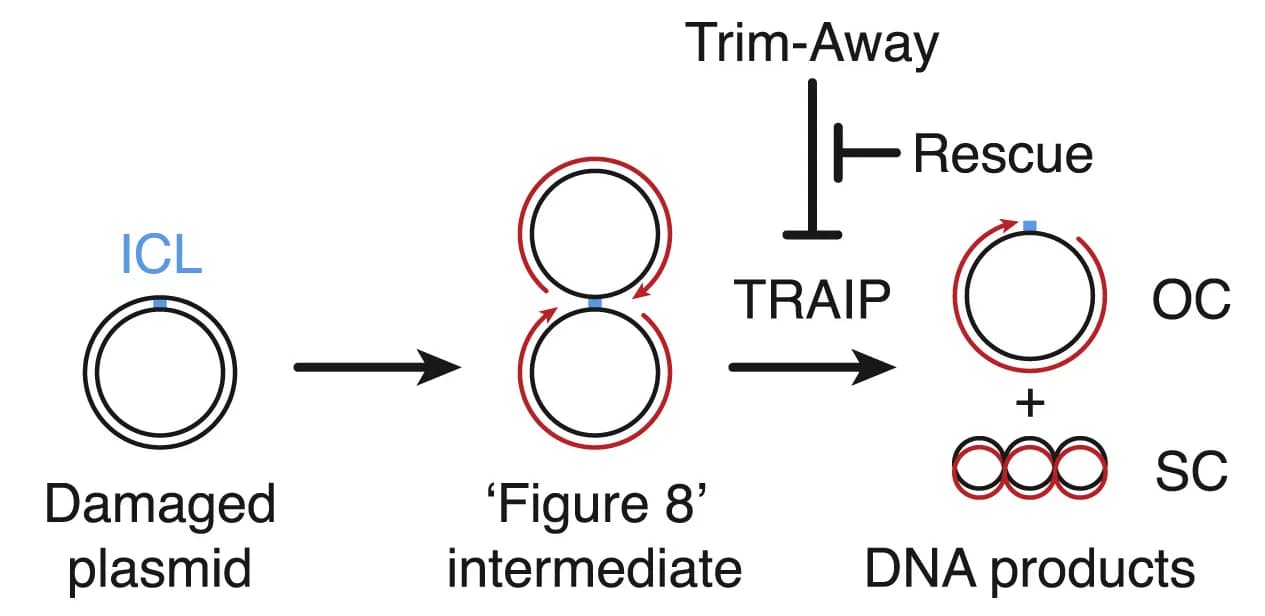 Open access visualization of Workflow, Flowchart, Illustration, DNA Interstrand Cross-link, ICL Repair