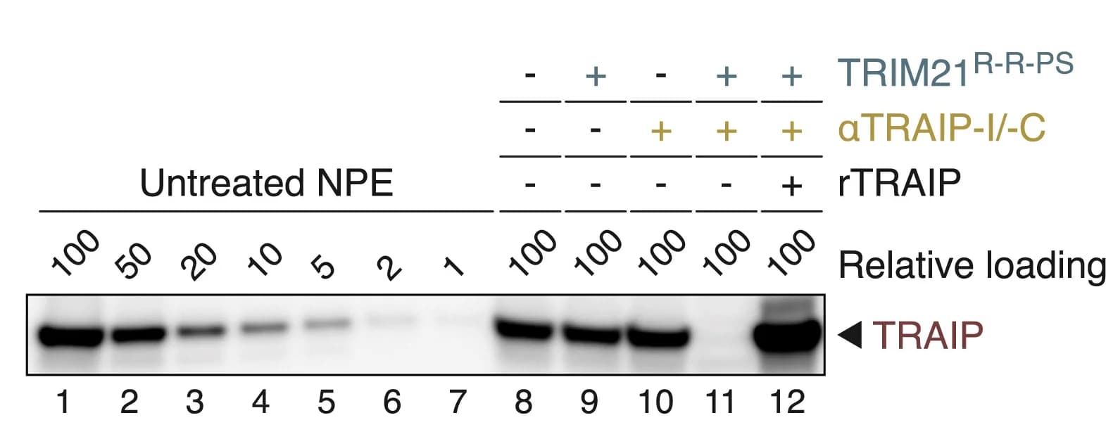 Open access visualization of Gel, Western Blot, TRIM21R-R-PS, TRAIP Peptide Antibodies, Recombinant TRAIP