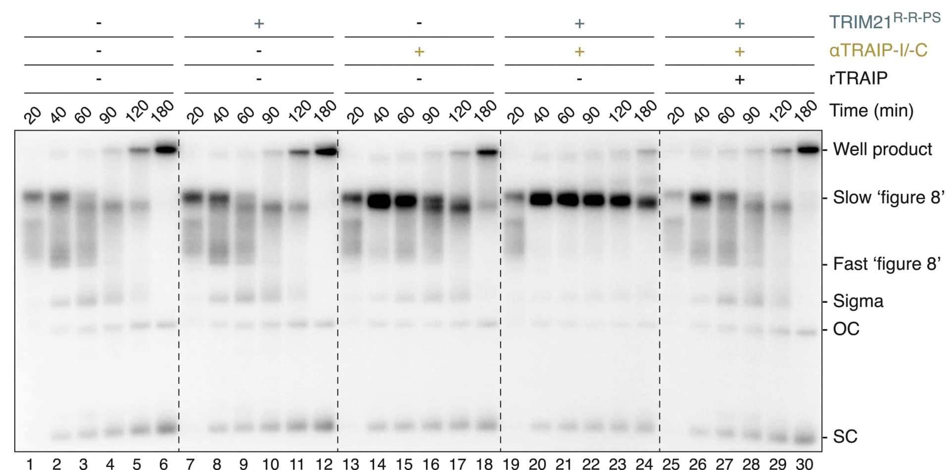 Open access visualization of Gel, ICL-Containing Plasmids, DNA Replication, Agarose Gel, Autoradiography