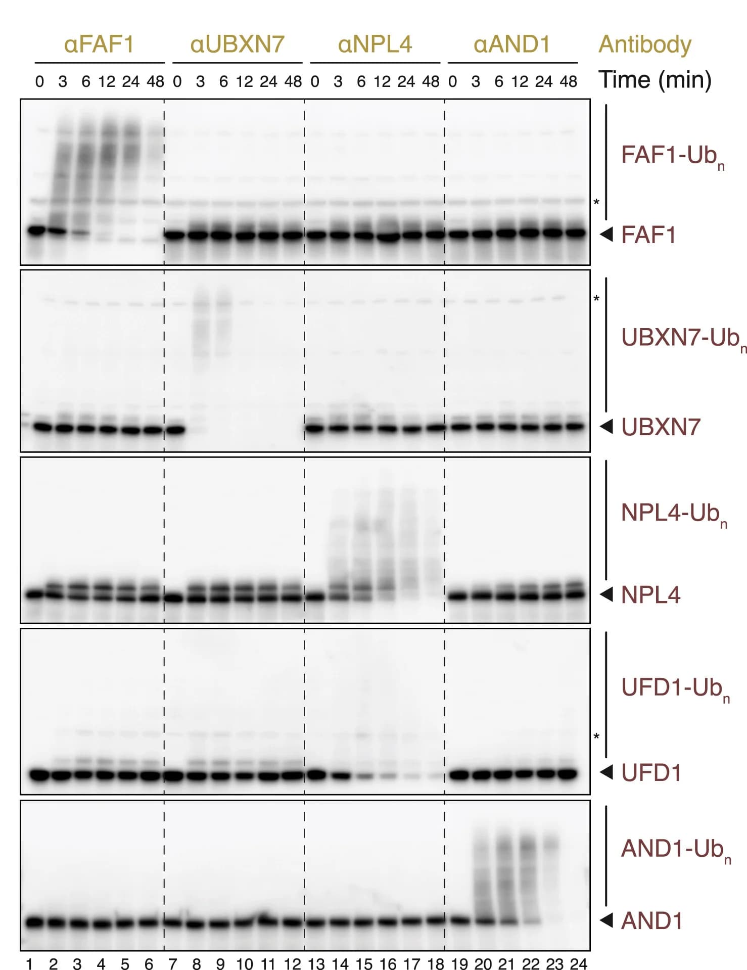 Open access visualization of Gel, TRIM21R-R-PS, Cell-free Trim-Away, Proteasomal Degradation, HSS