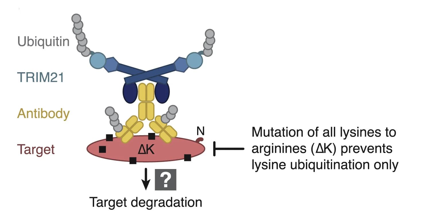 Open access visualization of Workflow, Illustration, Experimental setup, Ubiquitination, Lysines