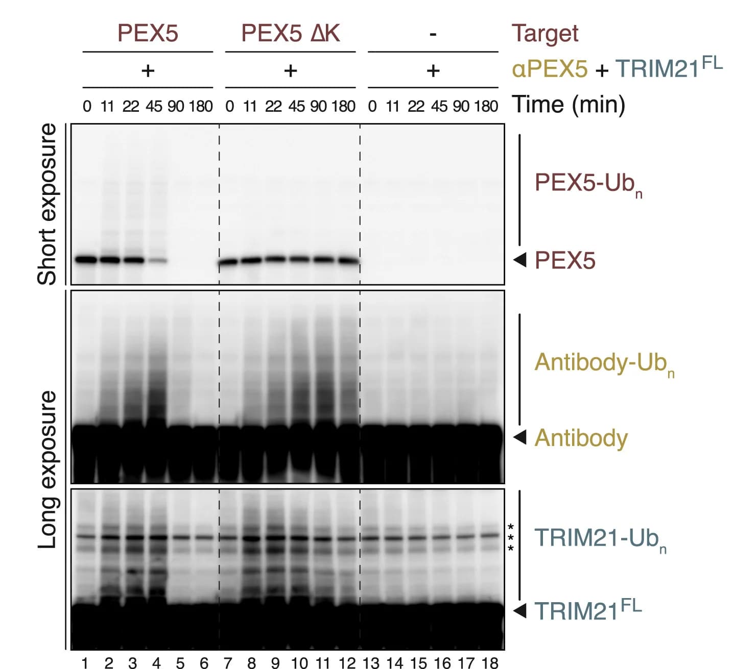 Open access visualization of Gel, Trim-Away, PEX5 variants, TRIM21FL, HSS