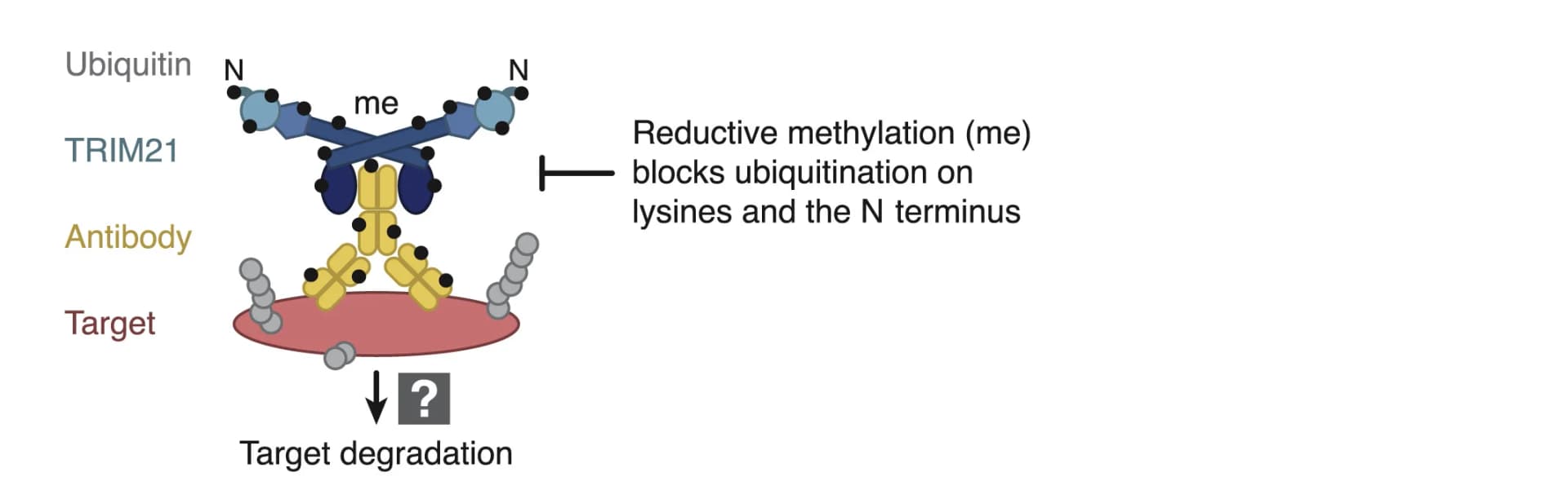 Open access visualization of Illustration, Workflow, Experimental Setup, Ubiquitination, TRIM21