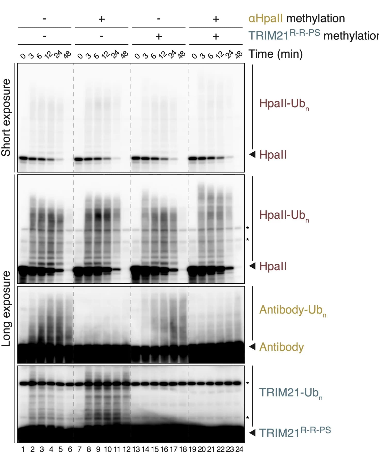 Open access visualization of Gel, Cell-Free Trim-Away, Recombinant HpaII, HpaII Antibody, TRIM21R-R-PS