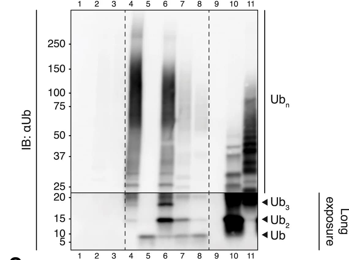 Open access visualization of Gel, Total Ubiquitin, SDS-PAGE, Western Blotting