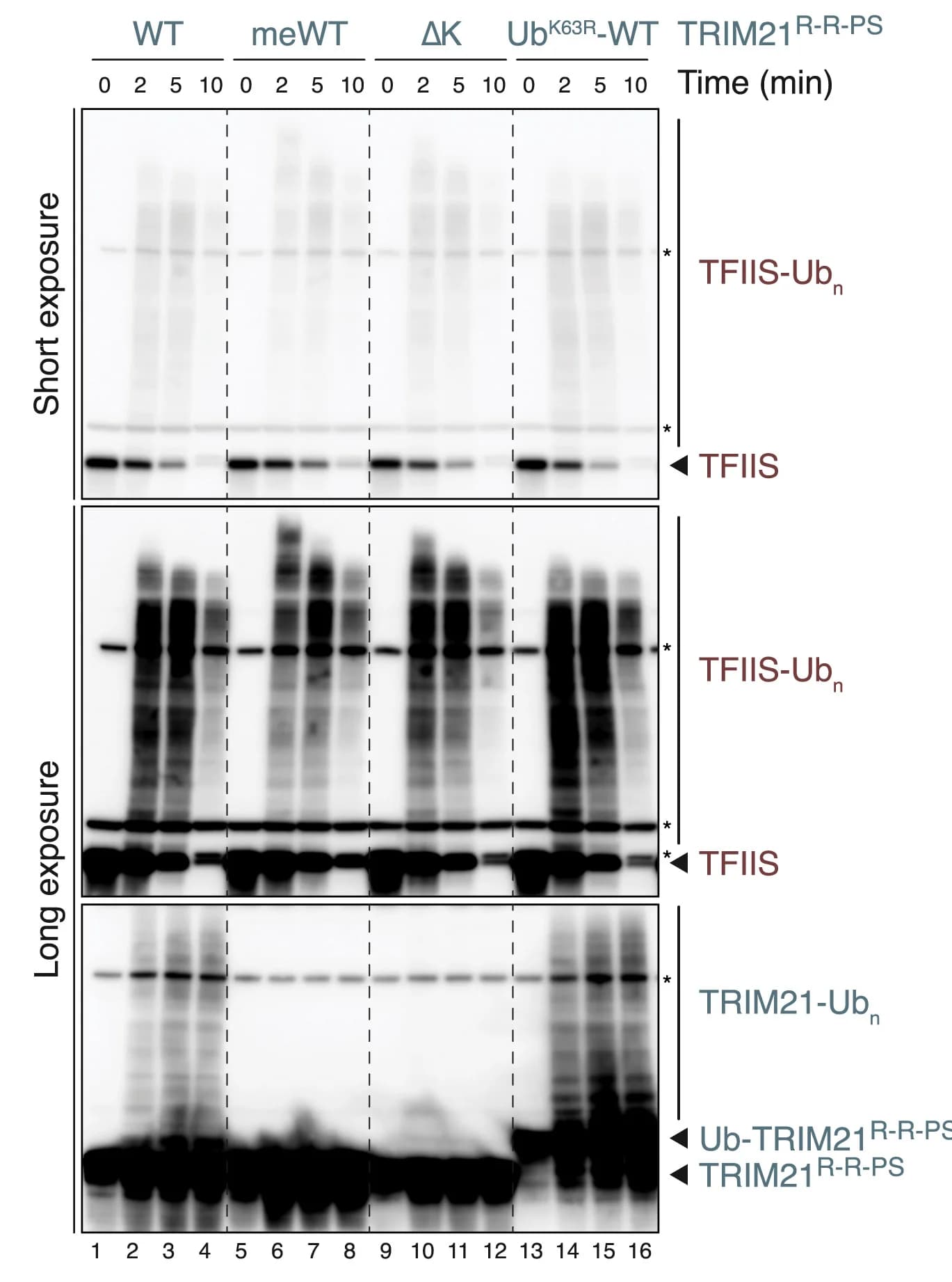 Open access visualization of Gel, Trim-Away Assay, TFIIS, TRIM21, Ubiquitination