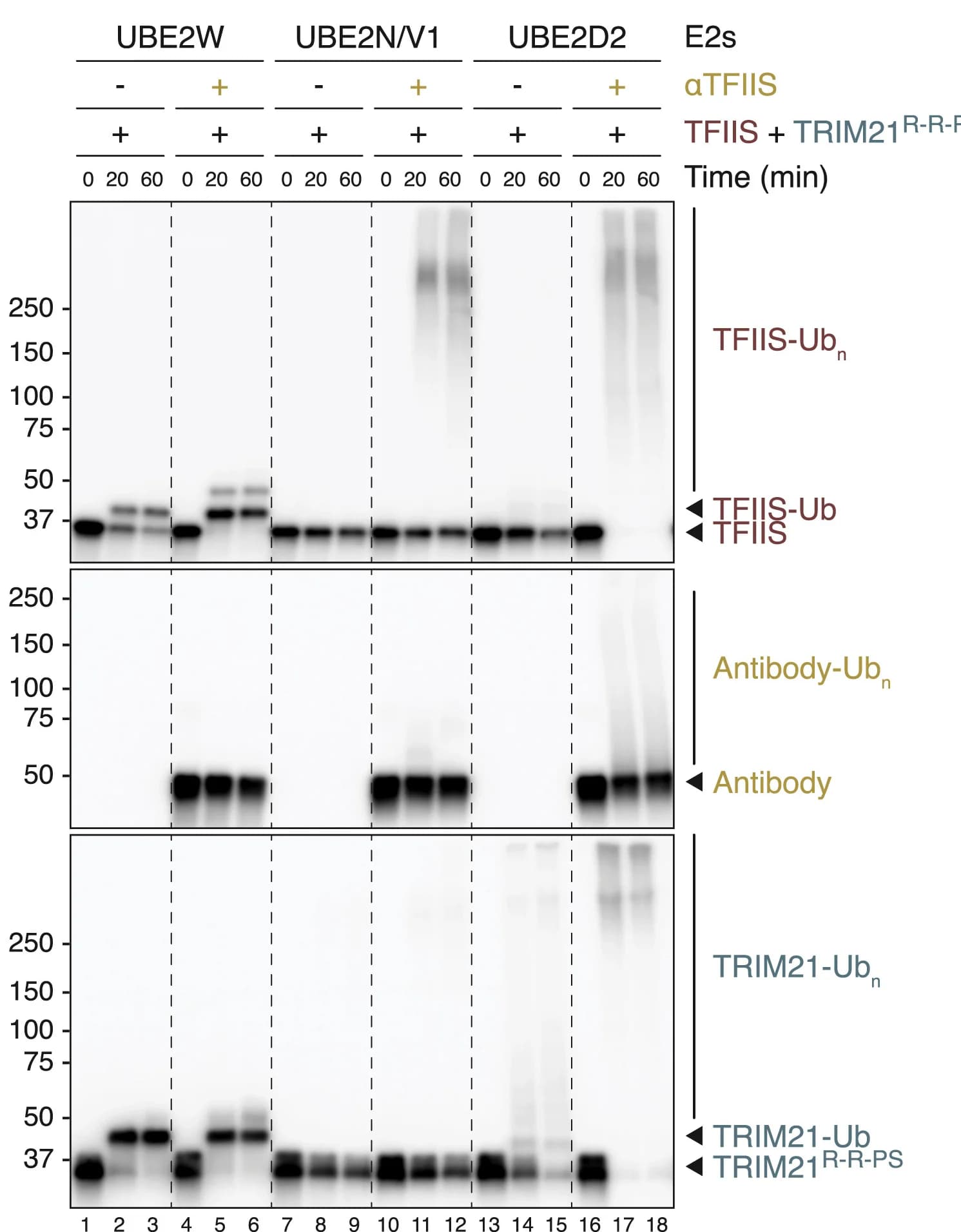 Open access visualization of Gel, Antibody-dependent Ubiquitination, TRIM21, TFIIS, ATP