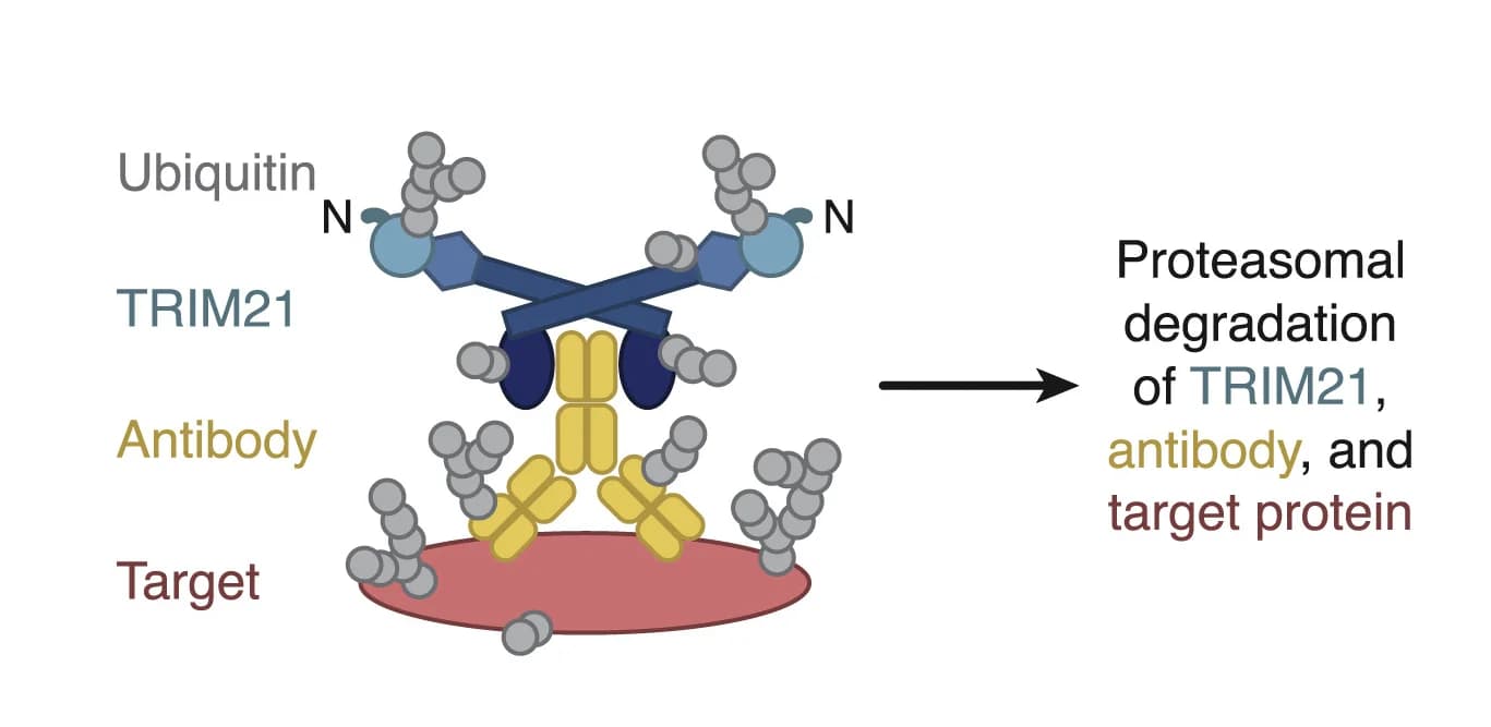 Open access visualization of Illustration, Workflow, Trim-Away Model, TRIM21, E3 Ligase
