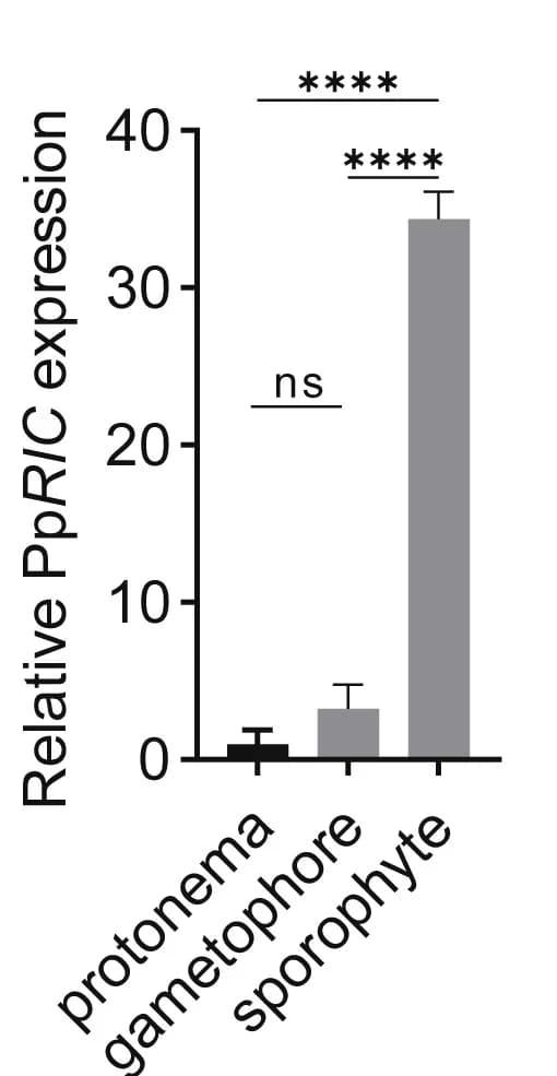 Open access visualization of Bar Plot, Error Bars, qRT-PCR, PpRIC transcript, WT moss tissues