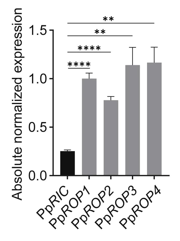 Open access visualization of Bar Plot, Error Bars, qRT-PCR, PpRIC transcript, WT protonemata