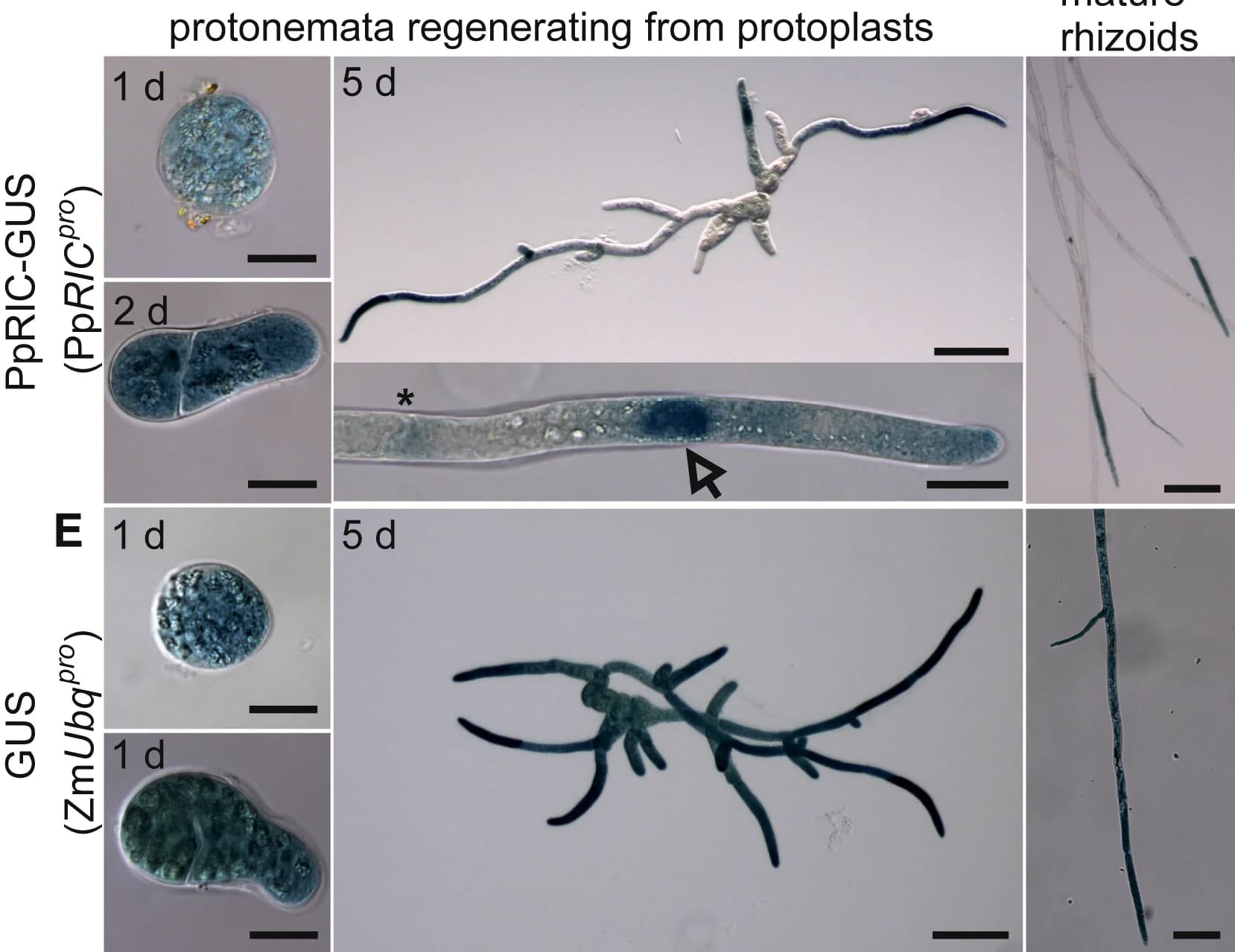 Open access visualization of Microscopy, Photo, Histochemical analysis, GUS activity, PpRIC-GUS reporter plants