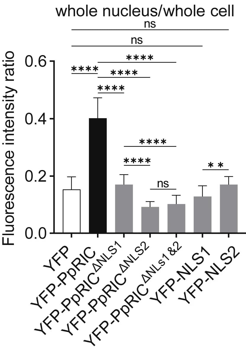 Open access visualization of Bar Plot, Error Bars, Fluorescence Intensity, Whole Cell, Nucleus