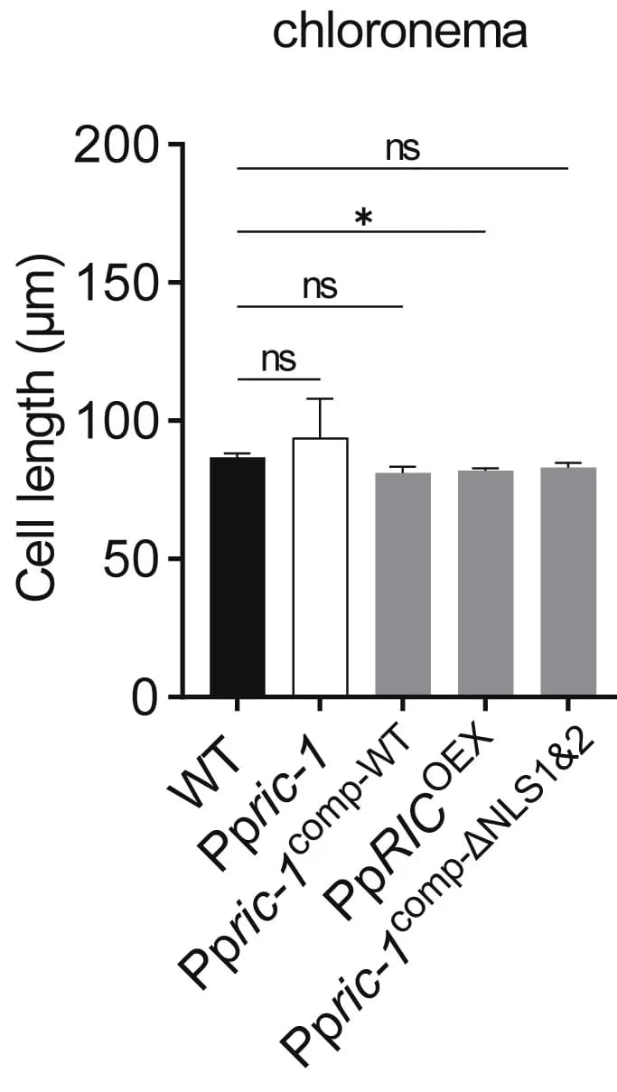 Open access visualization of Bar Plot, Error Bars, Cell Length, Chloronemal Cells, Protonemata