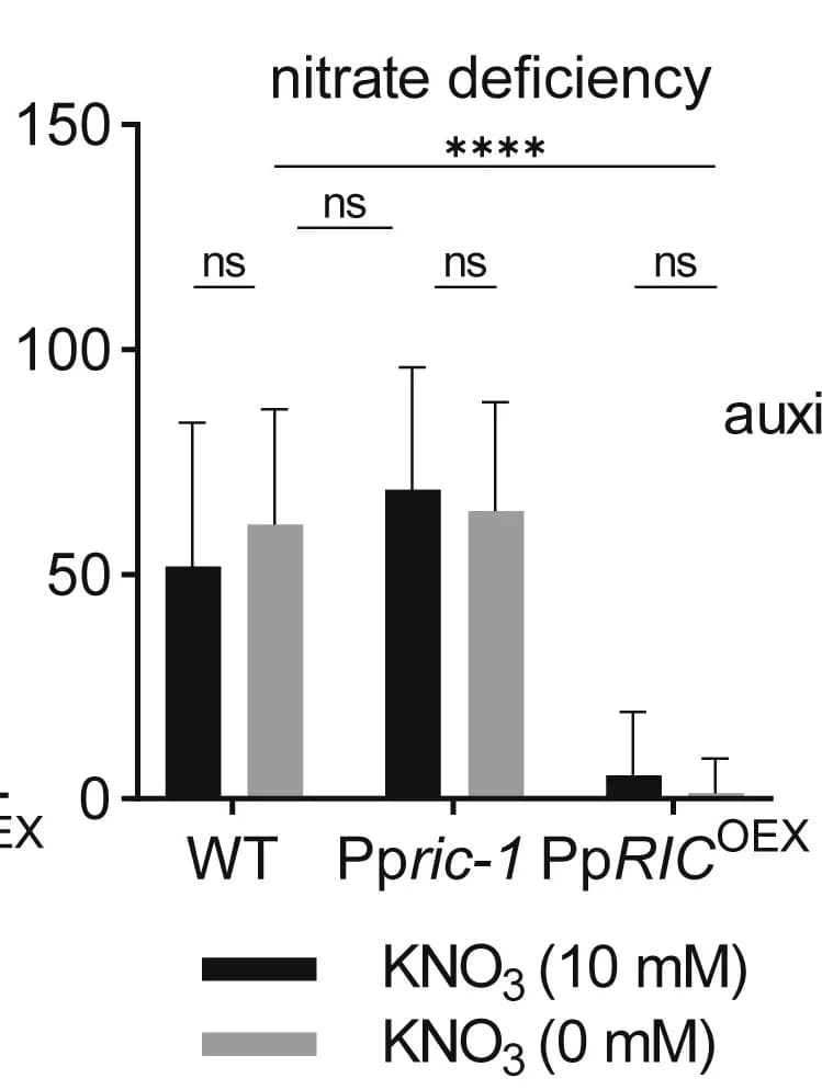Open access visualization of Bar Plot, Error Bars, Clustered, Filaments, Protonemata