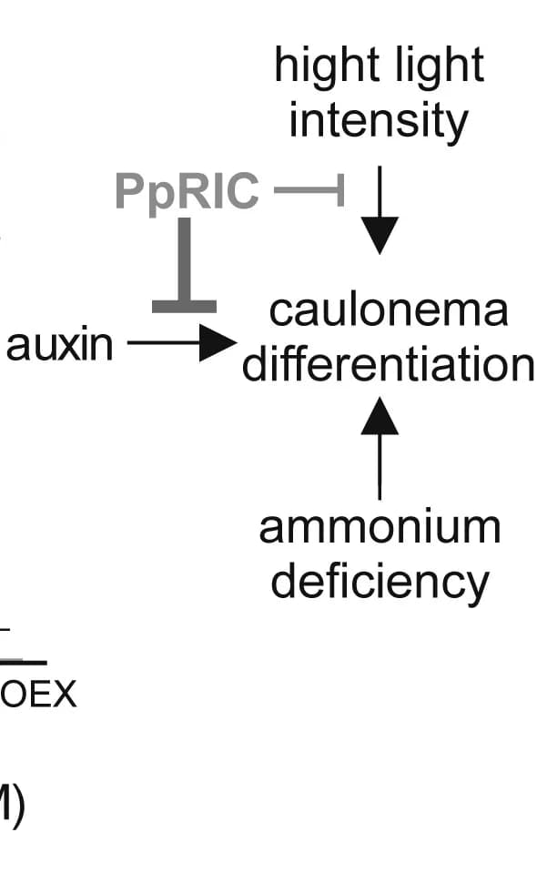 Open access visualization of Workflow, Flowchart, Caulonema differentiation, Auxin, Light intensity