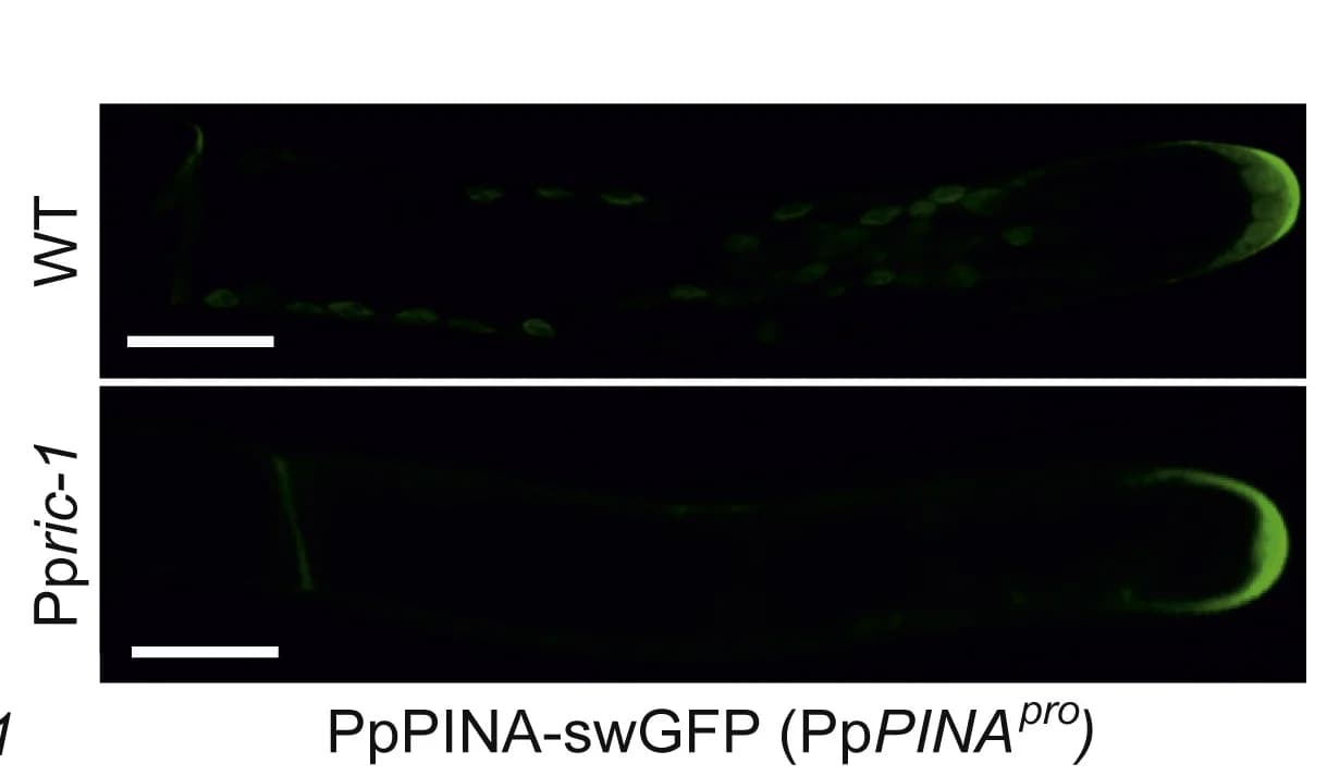 Open access visualization of Microscopy, Confocal Microscopy, Auxin Transporter, Protonemal Cells