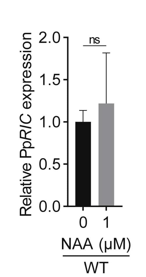Open access visualization of Bar Plot, Error Bars, qRT-PCR, PpRIC Expression, Protonemata
