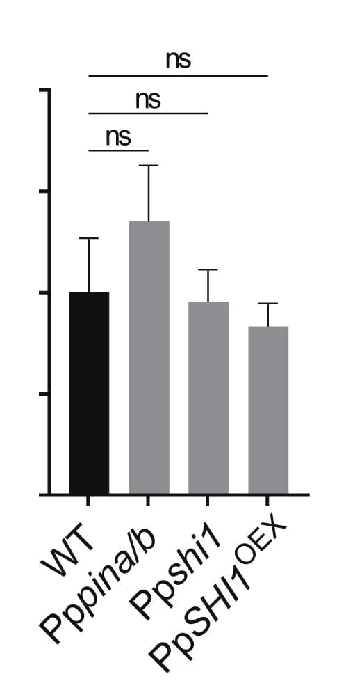 Open access visualization of Bar Plot, Error Bars, qRT-PCR, PpRIC Expression, Protonemata